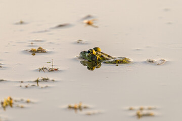 Frog in the lake