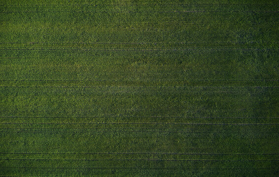 Bir's Eye View Of Green Wheat Crop