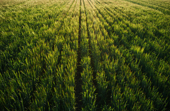 Sunlight On Barley Crop