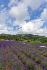Fototapeta na wymiar Lavender fields near the village of Tarcal