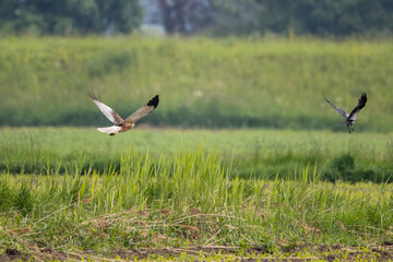  Western Marsh Harrier