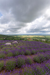 Fototapeta premium Lavender fields near the village of Tarcal