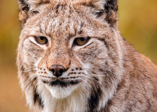 Norwegian lynx hunting in the forest - Powered by Adobe