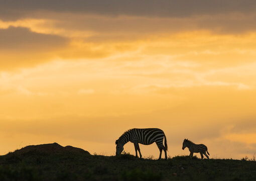 Zebra at Sunset