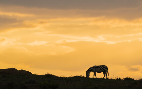 Zebra at Sunset