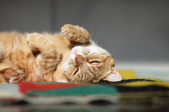 Resting cat on a blanket on the floor