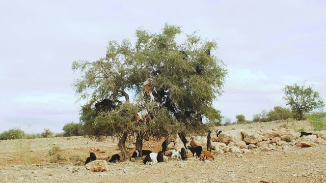 Flock of goats in an argan tree eating the argan nuts, Tree Climbing Goats In Morocco, A group of goats is sitting in a Argan Tree eating from the branches in Morocco, full hd