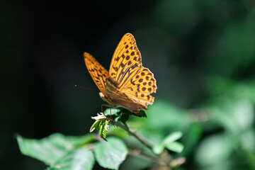 Fototapeta na wymiar Wonderful orange and black butterfly in nature