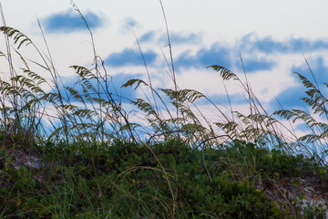 sea oats at sunset