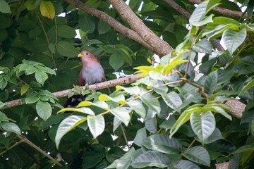Long tailed squirrel cuckoo (piaya cayana) bird on a tree