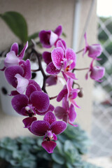 Fototapeta na wymiar Beautiful Pink Orchid