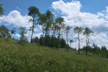 Trees in a row on a hill