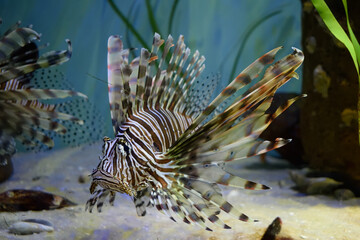 fish