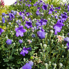 Stem of bluebell (Campanula rotundifolia or Campanula petiolate, Common harebell, blawort, Heath...