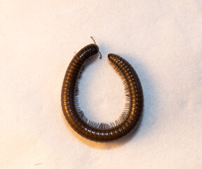 Black millipede. Julida is an ordermillipedes.