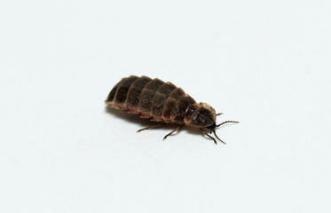 Lampyridae Lampyris noctiluca the common glow-worm Europe. Female Firefly.