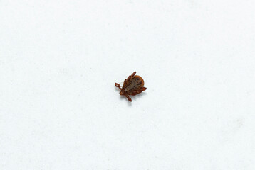 Ixodes ricinus, the castor bean tick, is a chiefly European species of hard-bodied tick.