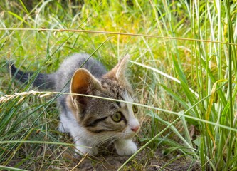 Fototapeta premium cat on grass