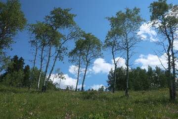 Trees in a row on a hill