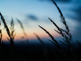 wheat field at sunset