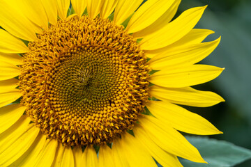 Obraz premium Sunflower with Green Bud Sunflower Blossom - Healthy lifestyles and ecology concept