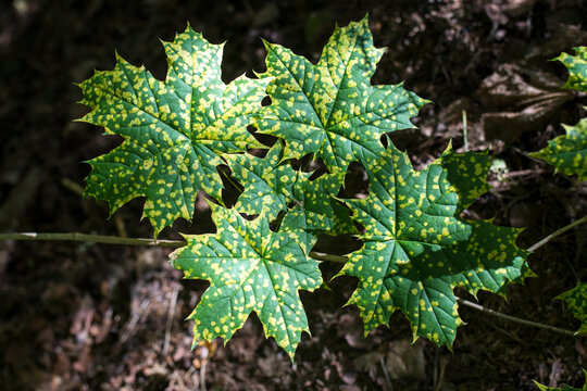Maple leaves with spots of disease. Rhytisma acerinum - disease maple leaf.