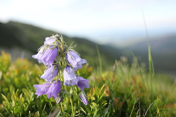 Dzwonek wąskolistny - zbliżenie na niebieskie kwiaty - roślinność górska - Tatry