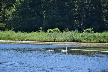 Łabędzie na stawie  © merko