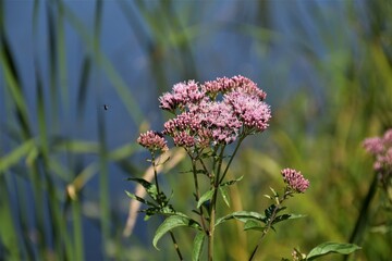 Rórzowy kwiat  nad stawem 