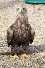 White Tailed Eagle or Sea Eagle