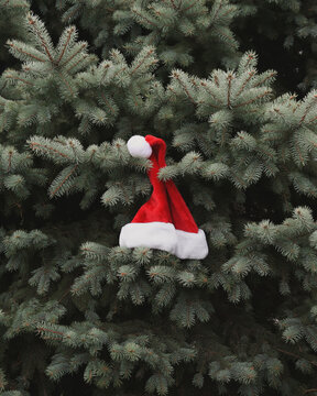 Christmas Santa Hat Hanging on Tree
