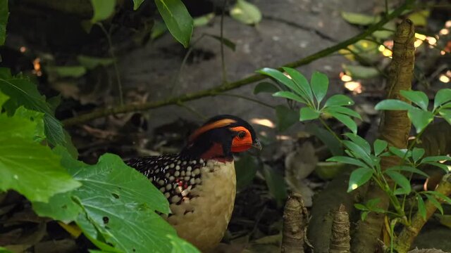 This Video Shows A Blyth's Tragopan (Tragopan Blythii) Pheasant Bird Looking Around And Exploring The Forest Floor.