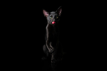 Portrait in center picture black oriental cat isolated over black background. the cat licks its lips and pulls its paw