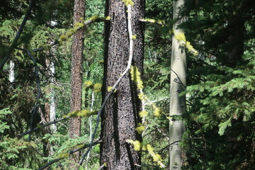 Thick forest and trees in Wyoming