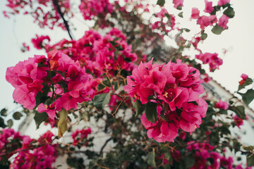 Magenta flowers in old white town.