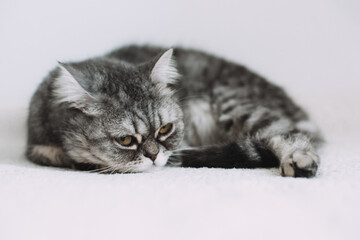 Scottish Straight. Adorable grey cat on white background.