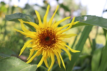 Decorative sunflower flower close-up grows in the garden, selective focus.