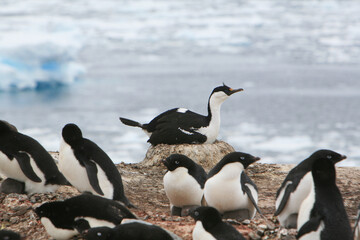 Blue-eyed shag (Phalacrocorax atriceps), also known as imperial shag, a cormorant native to the Antarctic Peninsula nesting amidst Adélie penguins in Antarctica.