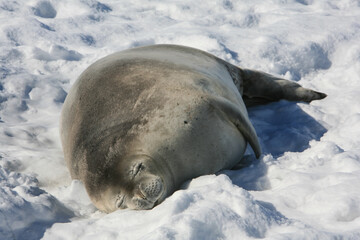 A Weddell seal (Leptonychotes weddellii), named after James Weddell, a British sealing captain, sleeping placidly on an iceberg in Neko Harbour, Antarctic Peninsula.