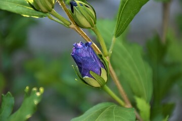 kwiat ketmia syryjska 