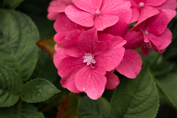 Fototapeta premium Pink hydrangea close up. 