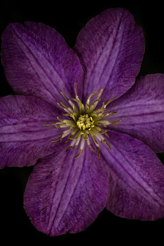 clematis