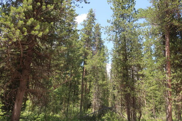 Fototapeta premium Thick woods and trees
