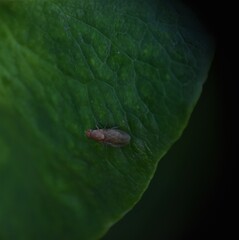 Owady na kwiatach  © merko