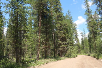 Thick woods and trees