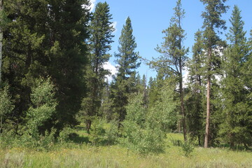 Thick woods and trees