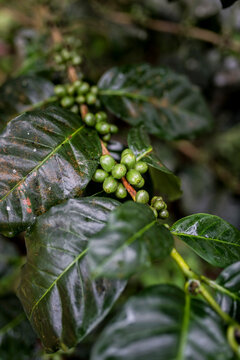 Coffee plant with coffee beans