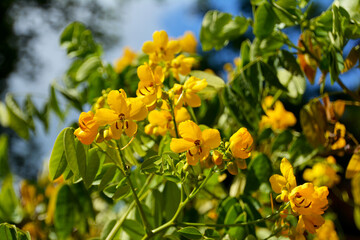 goldgelbe Bl&uuml;ten und Knospen von Cassia Senna, Pflanze im Botanischen Garten in G&uuml;tersloh, Gelbe Cassia-Blume