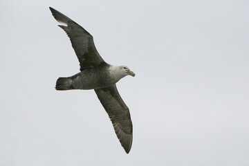 A southern giant petrel (Macronectes giganteus), also known as the Antarctic giant petrel or giant fulmar soaring over the Drake Passage between South America and Antarctica.