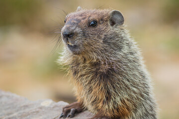 Naklejka na ściany i meble Adorable young Groundhog (Marmota Monax) closeup looking at angle in soft beatiful light
